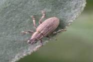 Käfer auf einem Blatt