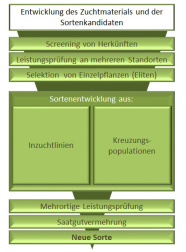 Schaubild mit chronologisch gruppierten Kästchen zur Darstellung der einzelnen Züchtungsschritten von der ersten Testung bis zur neuen Sorte