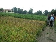 Personengruppe vor gelb-braun verfärbten Lupinenpflanzen am Feld