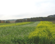 Anbau verschiedener Zwischenfrüchte