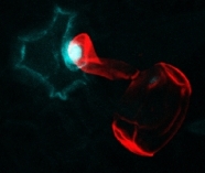 Hopfenzelle (links im Bild) wehrt sich gegen die Mehltauspore (rot) durch die Bildung von Kallose (blau)