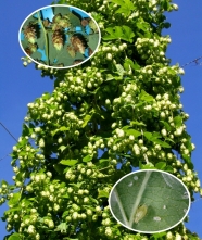 Hopfenpflanze mit zwei herangezoomten kleinen Bildern: braune Dolden und Schädlinge.
