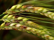 Fusarium an Wintergerstenähren