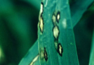 Gerstenblätter mit Rhynchosporium Blattflecken 