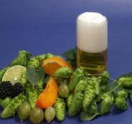 Hopfendolden mit einem Glas Bier