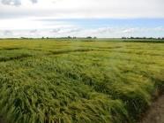 Sommergersten Parzellen im Zuchtgarten