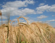 Sommergerstenähren im Feldbestand.