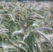 Triticale Feldbestand