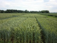 Wintertriticale Sortenvergleich