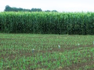 Feld mit Mais in unterschiedlichen Stadien