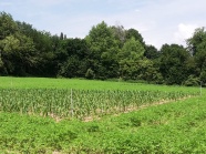 Junge Maispflanzen umgeben von Hanf