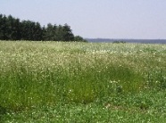 Wiesenschwingelbestand