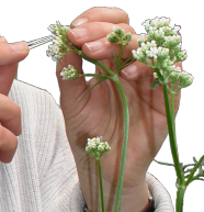 Nahaufnahme Hände zupfen an einer Blume
