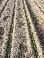 Zwei Saatreihen mit jungen Kamillepflanzen in einer Versuchsparzelle am Feld. 