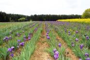 blau blühende Irispflanzen im Feldanbau