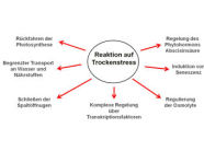 Diagramm über die Reaktionsmöglichkeiten der Pflanze auf Trockenstress