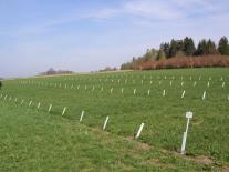 Versuchsparzellen in Steinach