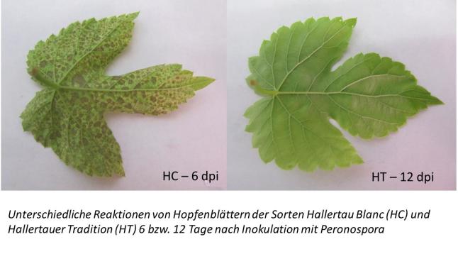 Unterschiedliche Reaktionen von Hopfenblättern der Sorten Hallertau Blanc (HC) und Hallertauer Tradition (HT) 6 bzw. 12 Tage nach Inokulation mit Peronospora