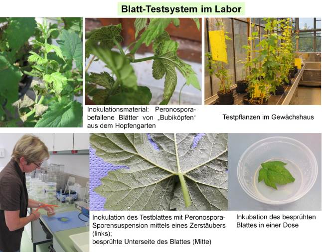 Testung von Hopfenblättern mit Vorbereitung des Inokulationsmaterials, Besprühen der Testblätter mit Peronospora-Suspension im Labor und Inkubation der besprühten Blätter in Dosen im Brutschrank