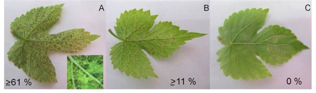 Unterschiedliche Reaktionen von Hopfenblättern 6 Tage nach Inokulation mit Peronospora: anfällig, mittel tolerant und hoch tolerant gegenüber dem Pilz mit angaben des prozentualen Anteils der infizierten Blattfläche; in Foto A zusätzlich eine Nahaufnahme des Peronospora-Befalls mit schwarzen Sporenarealen