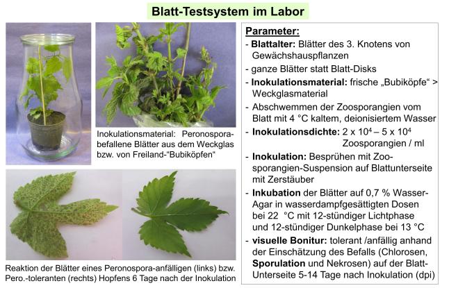  Blatt-Testsystem auf Peronospora-Toleranz mit optimierten Durchführungsparametern