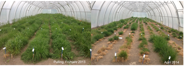 links: Pflanzenbestand im Rain-out Shelter vor der ersten Trockenstressphase 2013; rechts: Pflanzenbestand im Rain-out Shelter während der ersten Trockenstressphase 2014