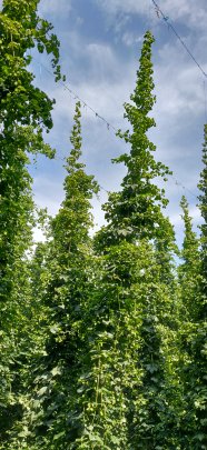 Hopfen Titelbild