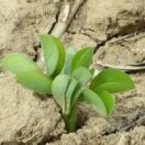 Junge Pflanze in rissigem trockenen Boden.
