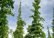 Hopfen Titelbild
