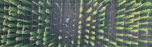 Drohnenaufnahme der Probennahme von CBCVd-infizierten Pflanzen in einem Hopfengarten.