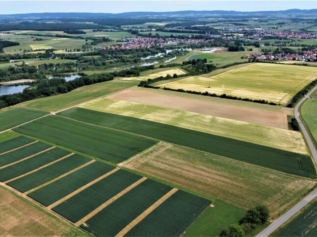 Luftaufnahme der Landschaft über dem Maintal bei Schwarzach. Vorne links sind Feldversuche zu sehen. In der Bildmitte sind Praxisflächen, vor allem mit Wintergerste, sichtbar, die bereits von Trockenheit gezeichnet sind. Am oberen Bildrand, unter dem Horizont, Blick nach Südwesten, ist der Main zu sehen, die Häuser von Gerlachshausen und die Abtei Münsterschwarzach.