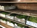 Trockenschrank mit Gras-gefüllten Blechen, die getrocknet werden.