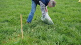 Ein Mann packt das zusammengerechte Gras in einen Plastiksack.