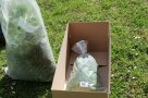 Karton mit innenliegender mit Gras befüllter Tüte