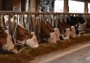 Milchkühe beim Fressen im Stall