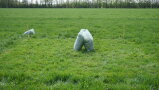 Mit Gras von der Probefläche gefüllte Plastiksäcke auf der abgemähten Fläche.