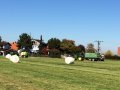 Traktor und Ballenpresse mit gewickelten Siloballen