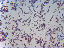 Mikroskopaufnahme des Laktobazillus sakei
