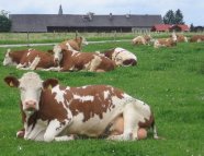 Weidekuh auf einer Wiese liegend