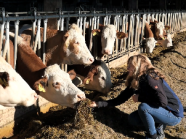 Mitarbeiterin füttert Kühe mit Silage am Futtertisch