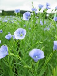 Öllein mit hellblauen Blüten auf Feld