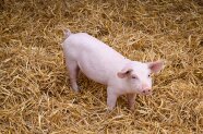Ferkel in Stroh