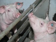 zwei Schweine beschnüffeln sich