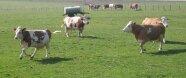 hüpfende Kühe auf der Weide