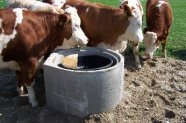 Rinder stehen um eine Wassertränke.