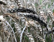 mit Schwärzepilzen befallene Ähren