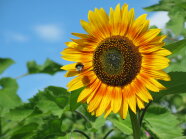 Blüte einer Sonnenblume mit Hummel