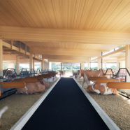 Laufgang zwischen Liegeboxen ohne Absperrung