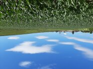 Landschaft mit Maispflanzen und Grünlandfläche vor einer Ortschaft.