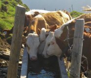 Rinder trinken an Tränke auf Alm